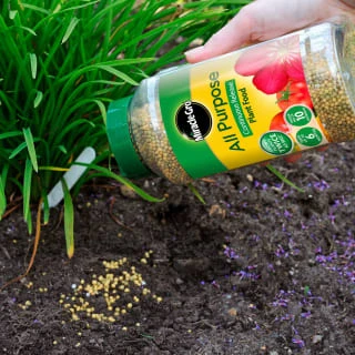 Miracle-Gro Continuous Release Plant Food 1kg 4 Miracle-Gro Continuous Release Plant Food 1kg - Image 2