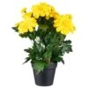 B&M Zinnia Plant Pot - Yellow -Outdoor Garden Store 392826 zinnia in pot yellow