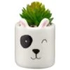 B&M Mini Succulent - Panda -Outdoor Garden Store 394778 mini panda succulent